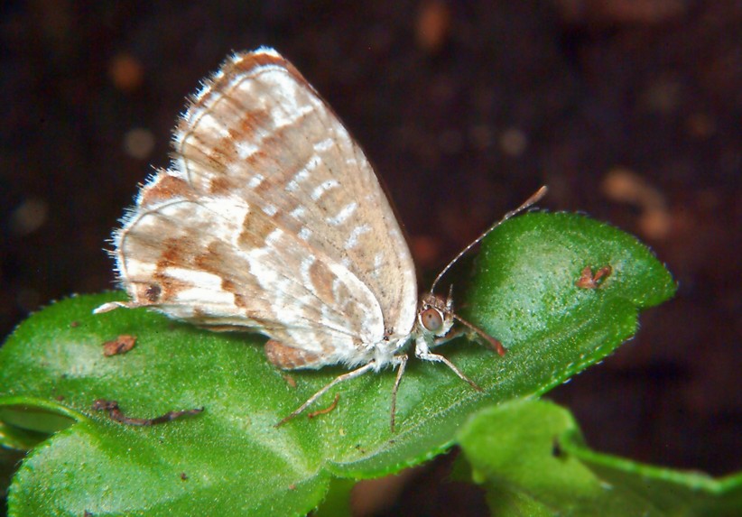 Ancora Cacyreus marshalli